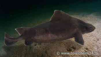 Außergewöhnlicher Fund in der Adria: „Erster dokumentierter Fall“ – Experte entdeckt besonderen Hai