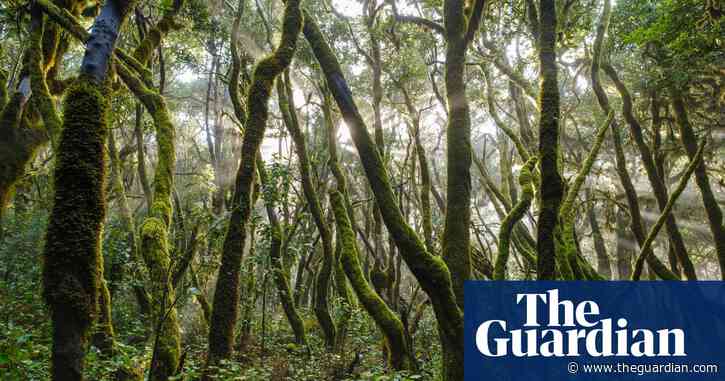 ‘Cloud-milking’: the zero-energy technique keeping young trees alive