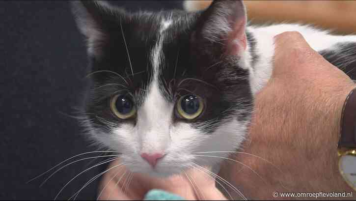 Emmeloord - Dierenarts was 40 jaar lang vooral druk met de baasjes, niet met de beestjes