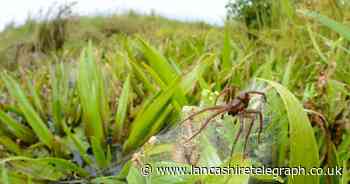 Spiders the 'size of your hand' reach record-high population