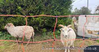 Church employs sheep as gardeners for churchyard