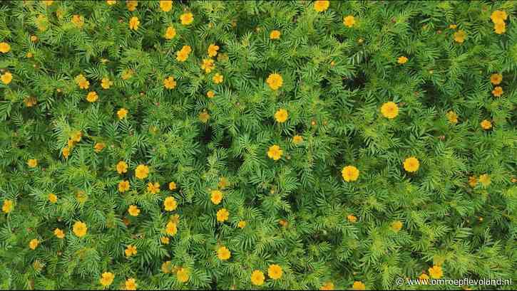 Noordoostpolder - Steeds meer akkers ingezaaid met kleurrijke bloemetjes, maar waarom?