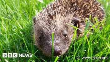 Hedgehog warning ahead of bonfire night
