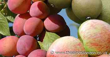 Save pounds by growing your own mini orchard on your doorstep!