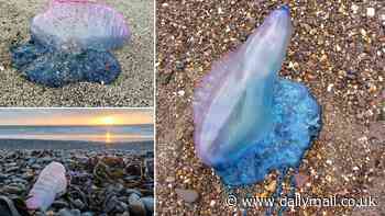 Urgent warning to British beachgoers: Record numbers of deadly Portuguese Man O'Wars flock to UK waters - with a 16% increase in sightings this year