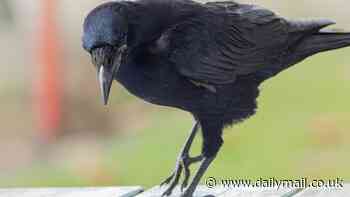 Crows DO hold a grudge - and birds can stay grumpy for 17 YEARS after you anger them