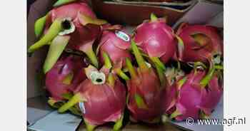 Ruim aanbod dragonfruit uit Ecuador