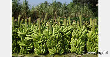 Ecuador's bananensector lanceert "Safe Farms" protocol om misdaadgolf te bestrijden