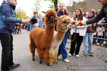 Alpaca’s, kippen, honden, schapen,... traditionele dierenwijding trekt honderden toeschouwers