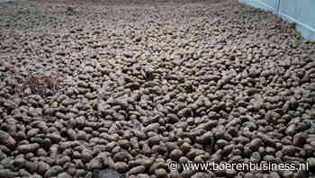 Bewaren van laat gerooide aardappelen is uitdagend