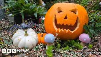 Your photos: Pumpkins, poppies and paths