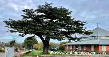 Major blow in battle to save beloved cedar tree