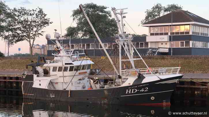 Pijlinktvis verschijnt nu ook voor Noord-Hollandse kust