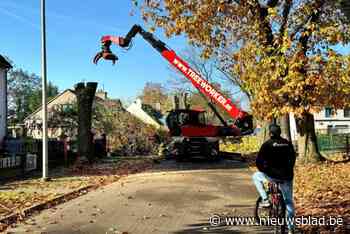 Politie houdt toezicht op bomenkap in Genkse Eikenlaan: “Geladen dossier”