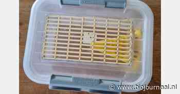 Georganiseerde bestrijding van de Aziatische hoornaar in belang van Vlaamse land- en tuinbouw