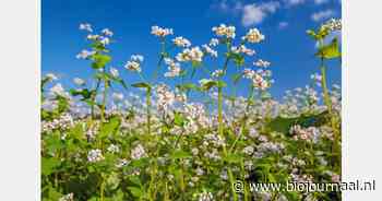 "Zeker in het biologische segment is nog ruimte voor boekweitteelt"