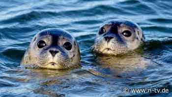 Nur noch 23.772 Tiere: Immer weniger Seehunde leben im Wattenmeer