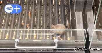Ein unerwünschter Gast: Lebende Maus im Supermarkt in Hannover gefunden