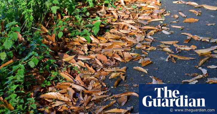 Country diary: I’m too late for the sweet chestnuts this year | John Gilbey