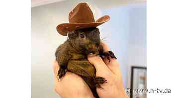 Trump "wütend" wegen Peanut: Republikaner machen mit totem Eichhörnchen Wahlkampf