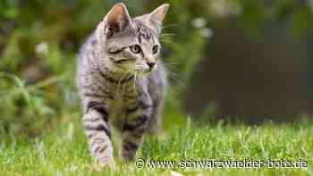 Katzen in Mötzingen: Hoher Population wird mit Kastrationen begegnet
