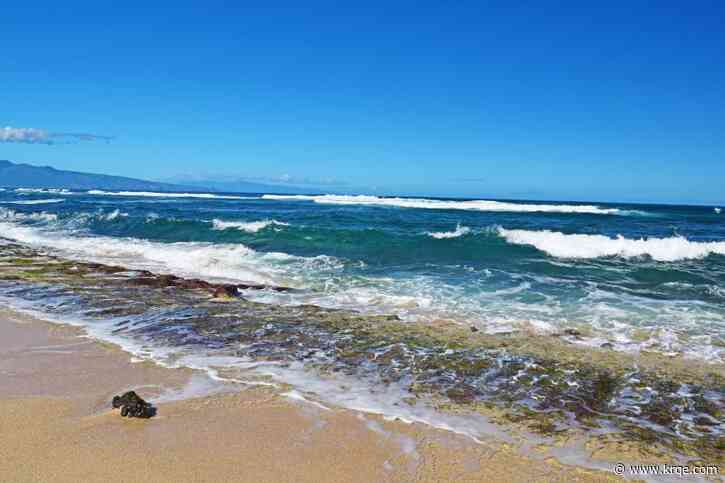 Surfer's leg 'completely severed' in Hawaii shark attack