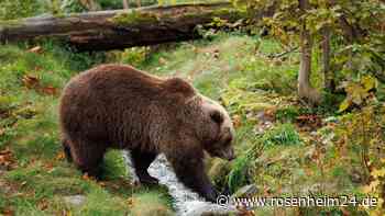 Bären-Alarm am Sudelfeld: Spurensuche in beliebtem Wandergebiet – Das steckt dahinter
