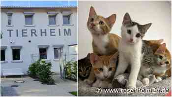 Halbe Million Euro Tierarztkosten: Ist jetzt das Rosenheimer Tierheim in Gefahr?