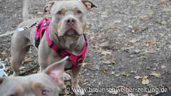 Tierheim Braunschweig: Höhere Hundesteuer erschwert Vermittlung