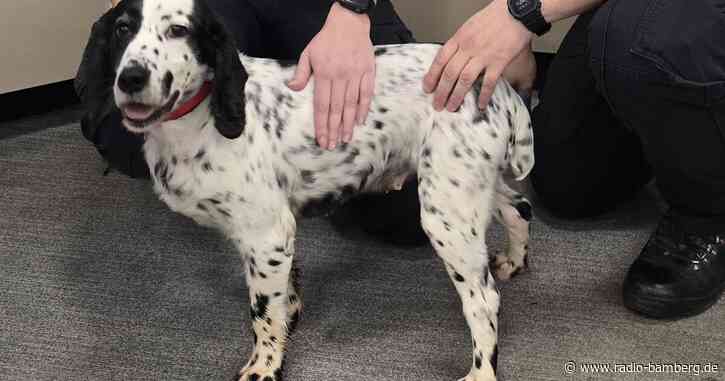 Vor acht Jahren gestohlen: Polizei findet Hund in England