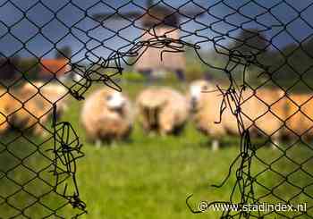 DNA-onderzoek maakt duidelijk: het was geen wolf die 9 schapen doodde in weiland bij Luttelgeest