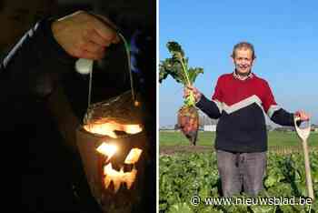 Noël (77) oogst Sint-bieten om traditie uit kindertijd terug te halen: “Ze vragen er elk jaar meer”