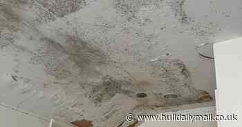 Councils work with letting agents across Hull and East Yorkshire to counter damp and mould in privately-rented housing
