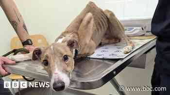 'Emaciated' dogs abandoned outside garden centre
