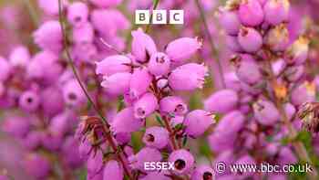 Rare plant could return to Epping Forest