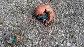 Polpette avvelenate per cani e gatti, allarme tra i cittadini. E vengono affissi volantini