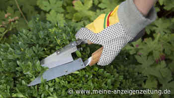 Heckenpflege im Herbst: Ist jetzt der richtige Zeitpunkt für einen Rückschnitt?