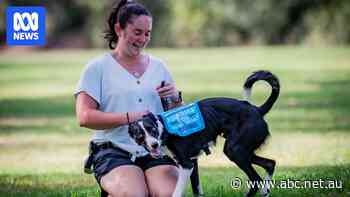 Qantas agrees to change assistance dog processes after being sued for disability discrimination