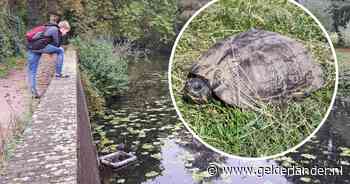 Hoe moet het nou met de laatste schildpadden in deze gracht? ‘Ze sterven een langzame dood’