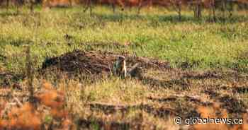 Man shooting at a squirrel just missed Ontario township worker: ministry