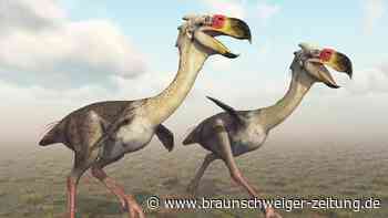 Größter „Terrorvogel“ entdeckt? Neue Analyse verblüfft