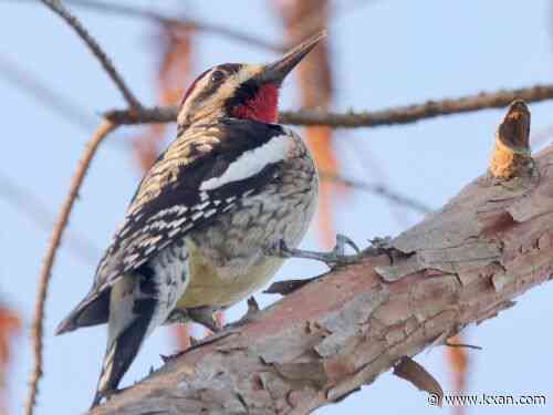 Central Texas' November bird forecast
