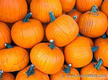 Recycle pumpkins in Perrysburg
