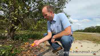 Polk County citrus growers struggle to recover after hurricanes