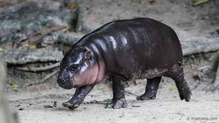 'Who Deng?' Meet Haggis, the newest hippo sensation from Edinburgh Zoo