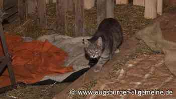 Schwifting beschließt Katzenschutzverordnung nach erneutem Anlauf im Gemeinderat