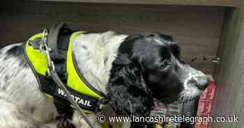Sky's the sniffer dog for finding illegal fags and vapes