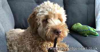 'My dog died in seconds because of collar, the law has to change'