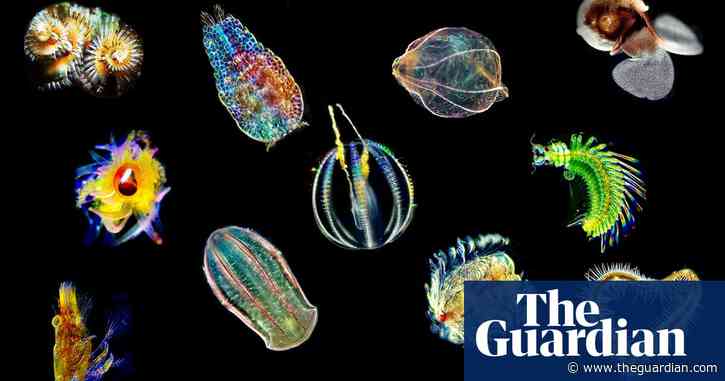 Sea angels and devils: could plankton unlock the secrets of human biology?