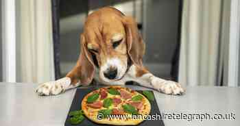Dog owners can get a free Just Eat takeaway today - how to claim yours